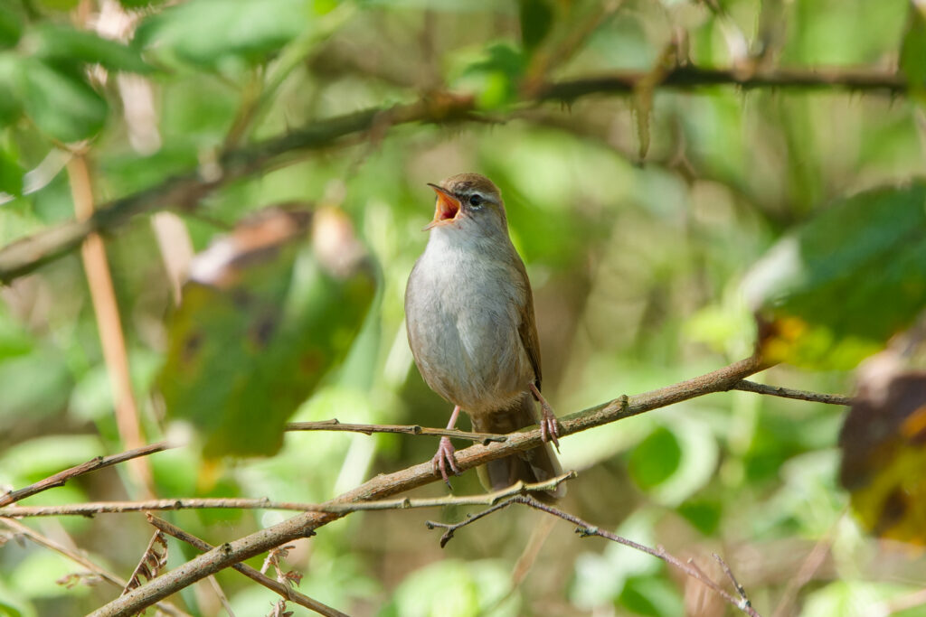 Photo of Cetti's Warbler